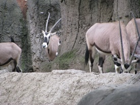 Three antelopes with long, slender horns stand against a rocky background. The scene conveys a natural setting, possibly a zoo or a wildlife reserve.
