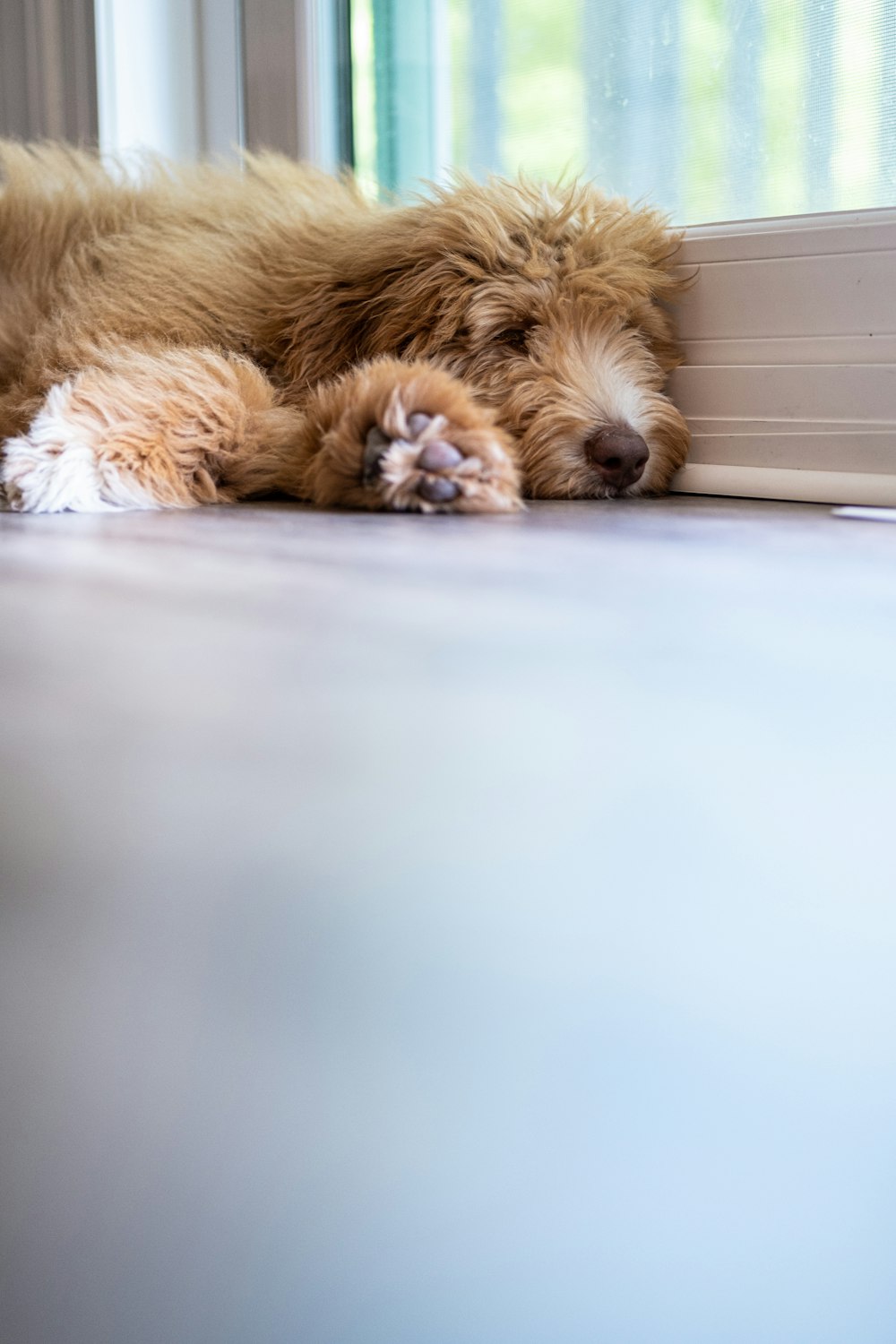 a brown dog laying on top of a floor next to a window