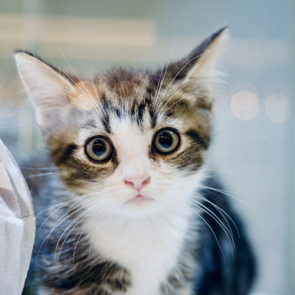 a small kitten sitting on top of a table