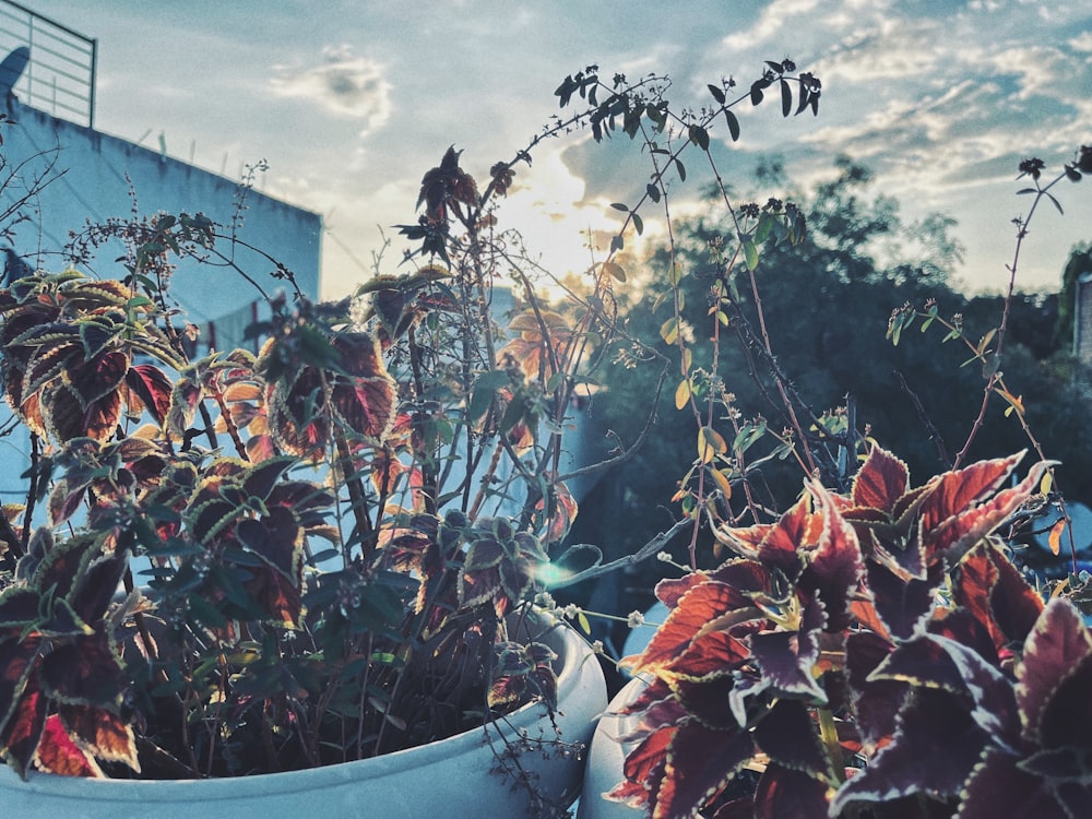 una planta en maceta frente a un edificio