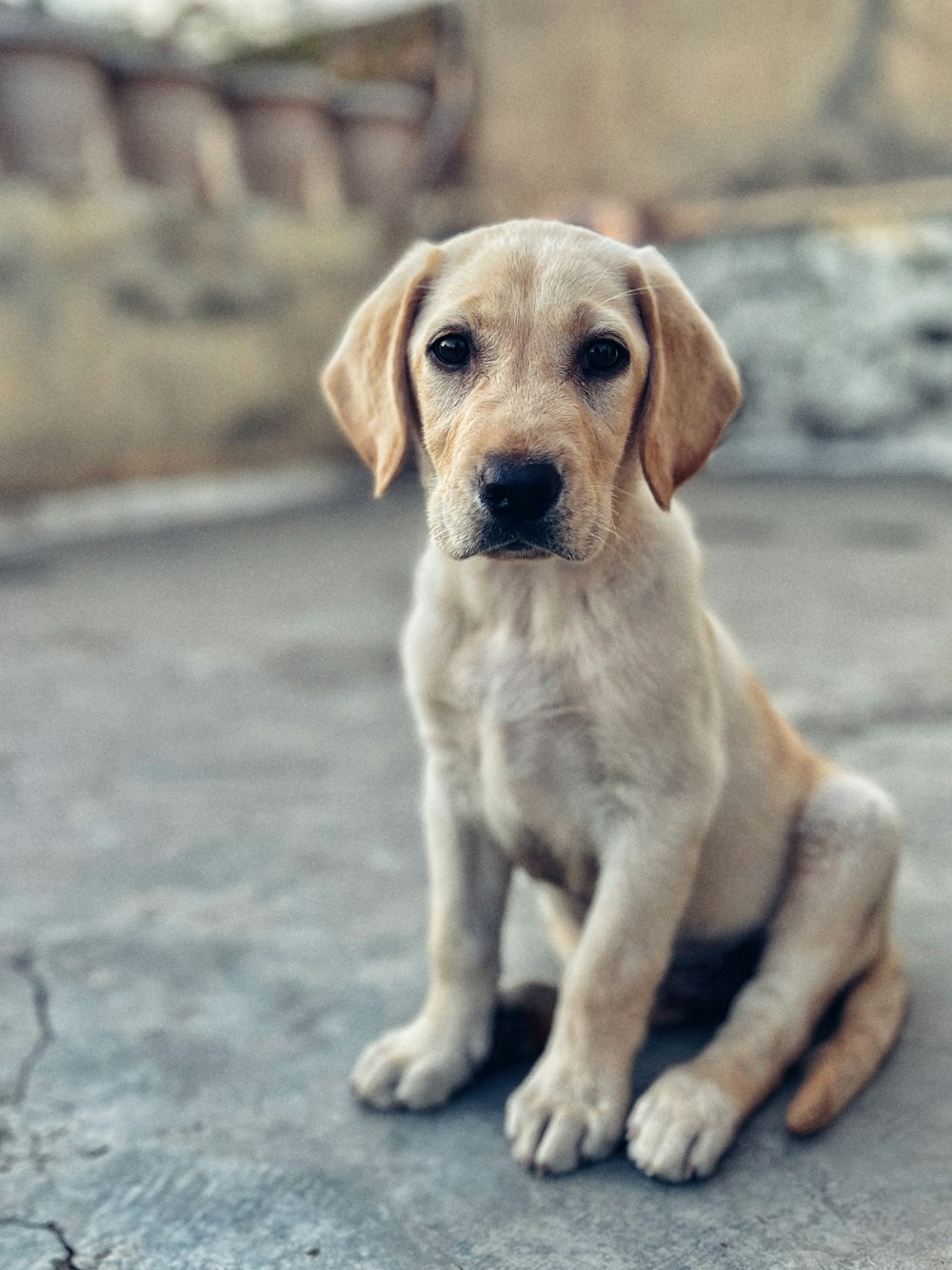 a dog sitting on the ground looking at the camera