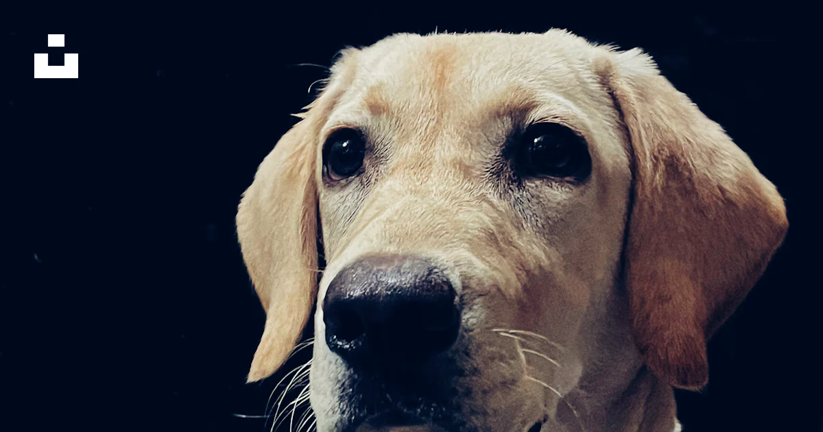 Un primer plano de un perro con un collar amarillo foto – Imagen de ...