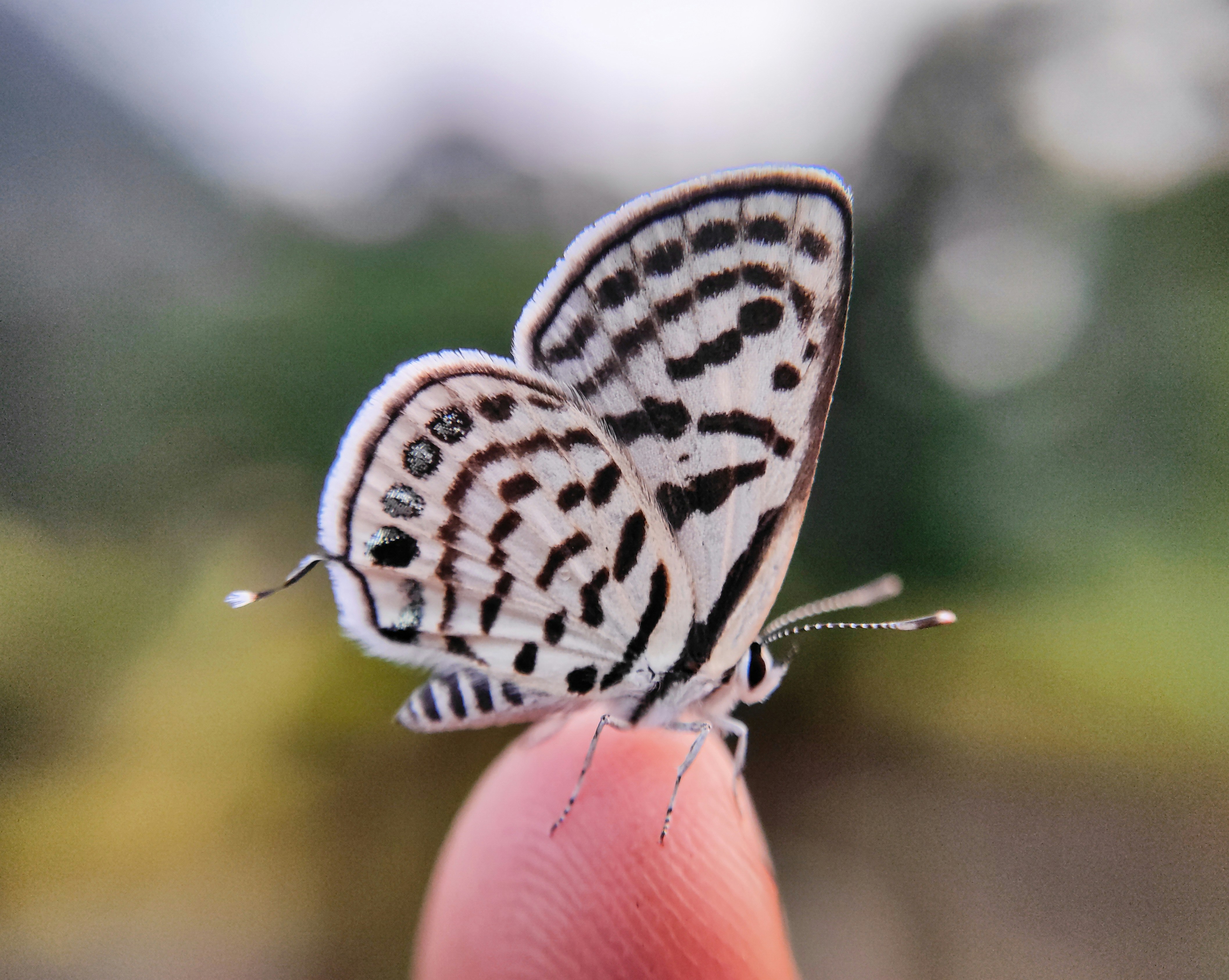 a close up of a butterfly on a person's finger