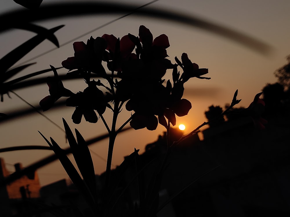 the sun is setting behind a silhouette of a plant