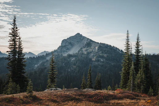 A serene mountain peak bathed in morning light, framed by towering redwood trees.