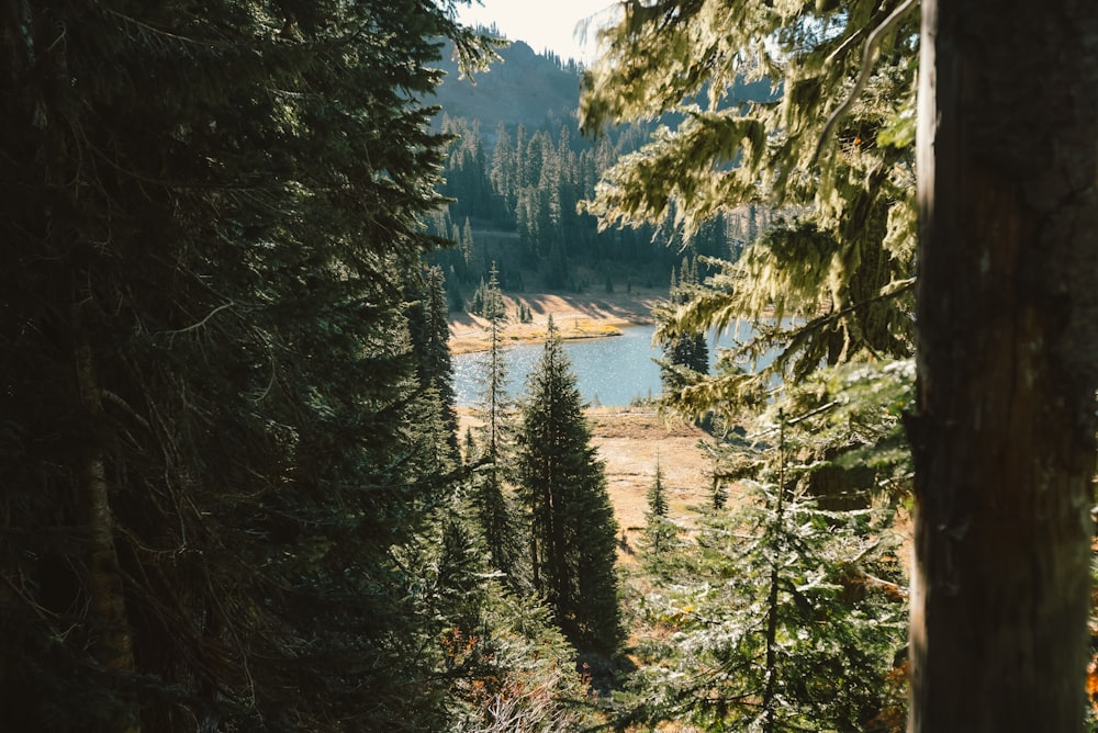 a view of a lake through some trees