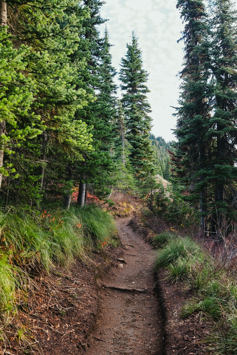 a dirt path in the middle of a forest