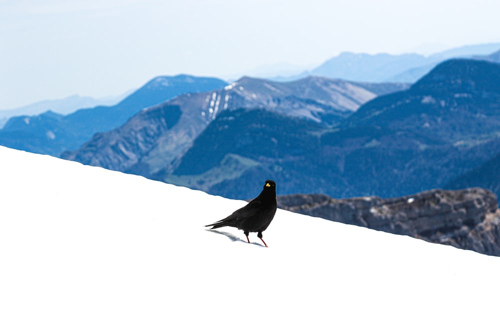 a black bird standing on top of a snow covered slope