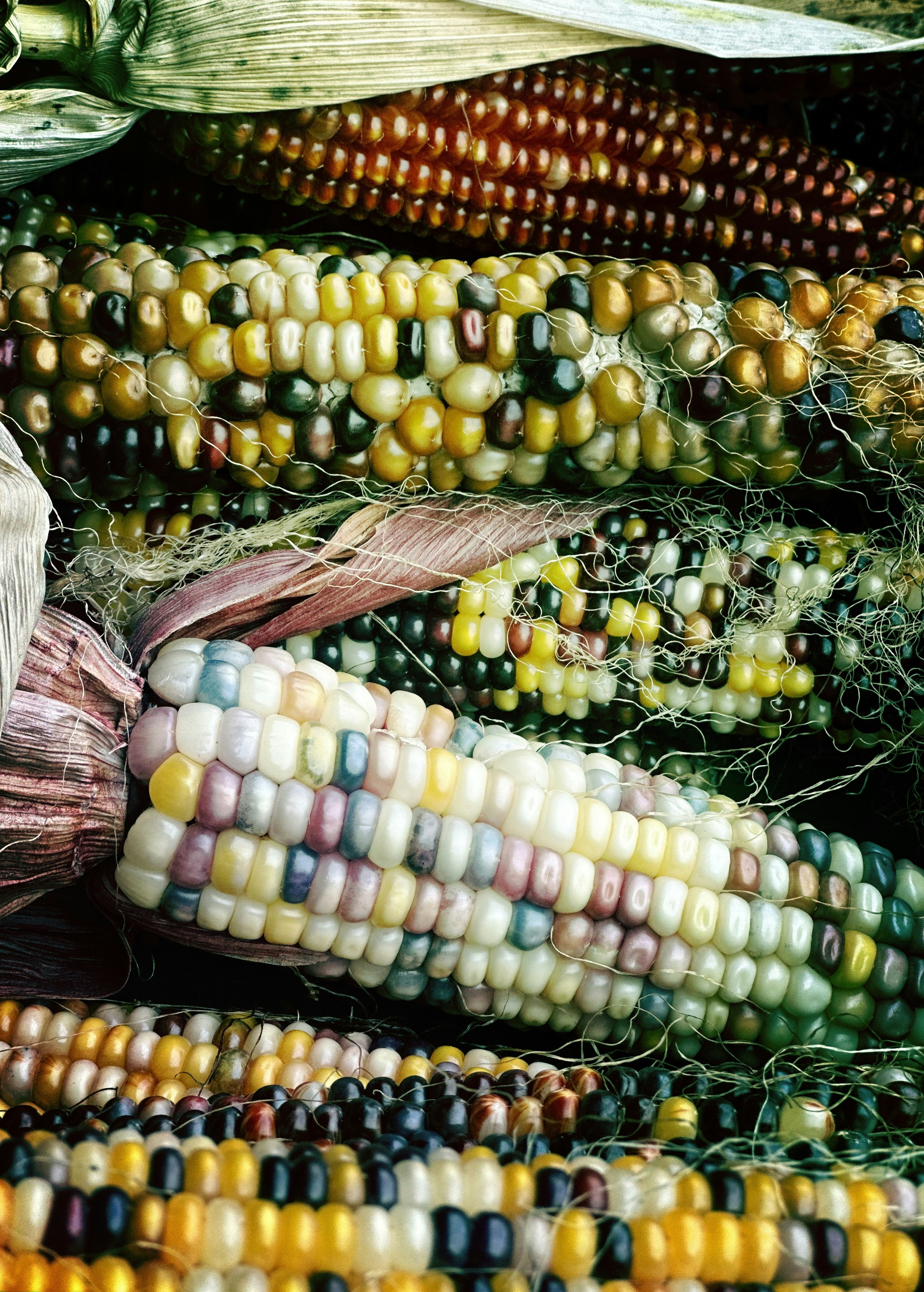 a close up of a bunch of corn on the cob