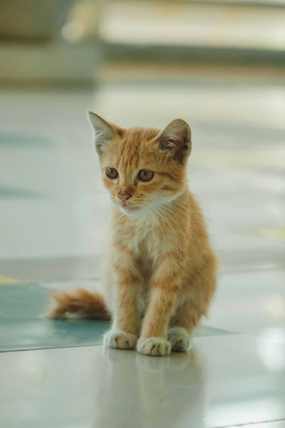 a small orange kitten sitting on top of a floor
