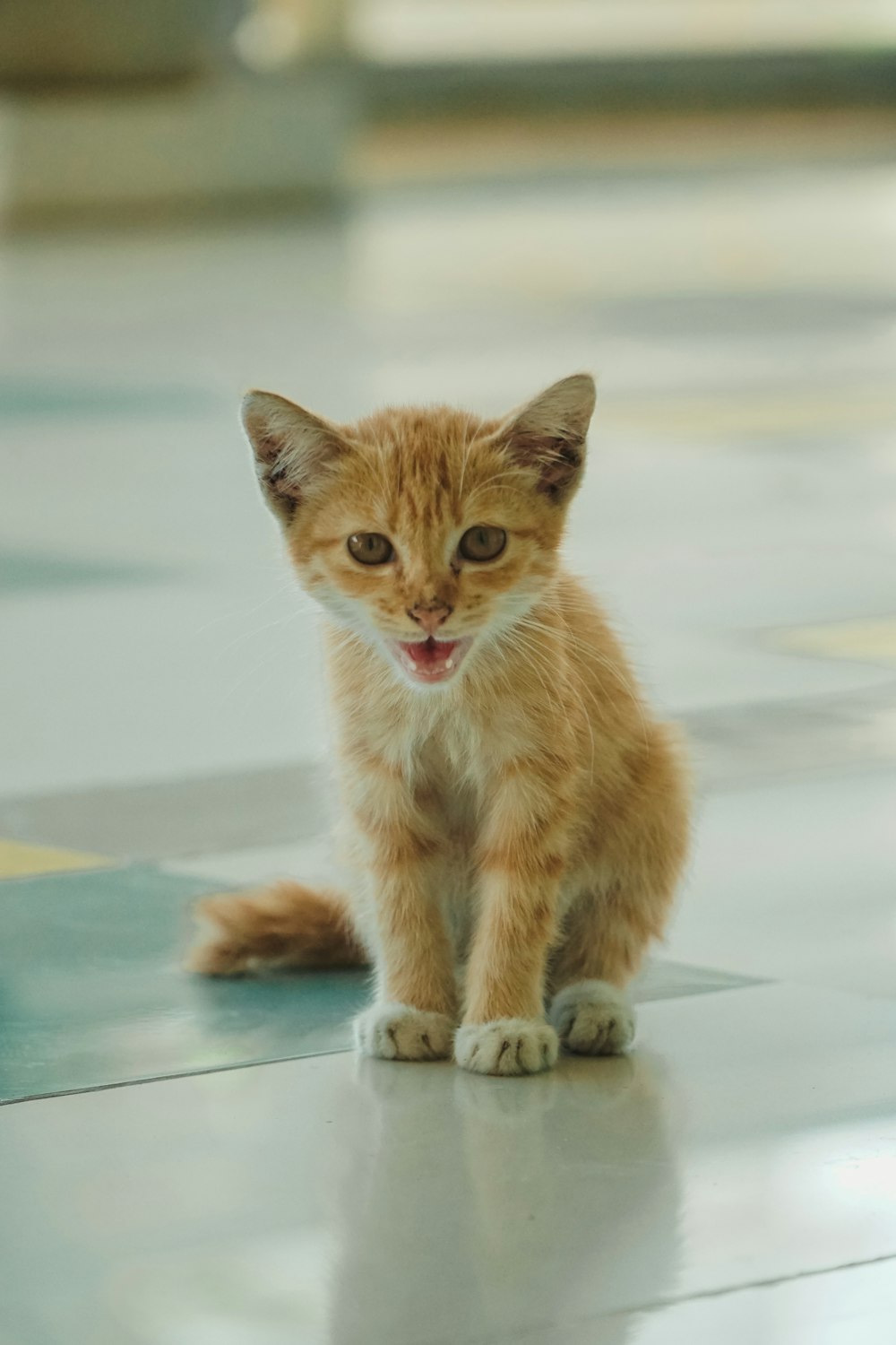a small orange kitten sitting on top of a tiled floor