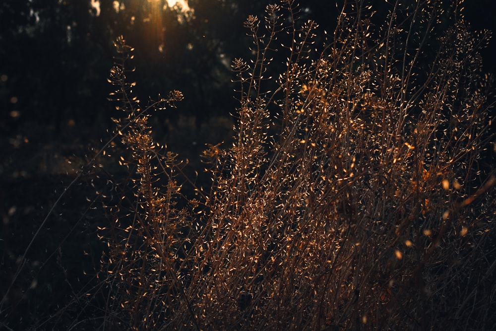 the sun is shining through the tall grass