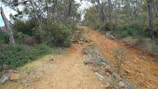 A rugged hiking trail winds uphill through a dense forest. The path is composed of rocky and earthy terrain, bordered by a variety of trees and shrubs. The scene suggests a natural, untamed environment with steps made of stone leading further up the path.