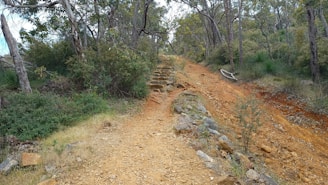 A rugged hiking trail winds uphill through a dense forest. The path is composed of rocky and earthy terrain, bordered by a variety of trees and shrubs. The scene suggests a natural, untamed environment with steps made of stone leading further up the path.