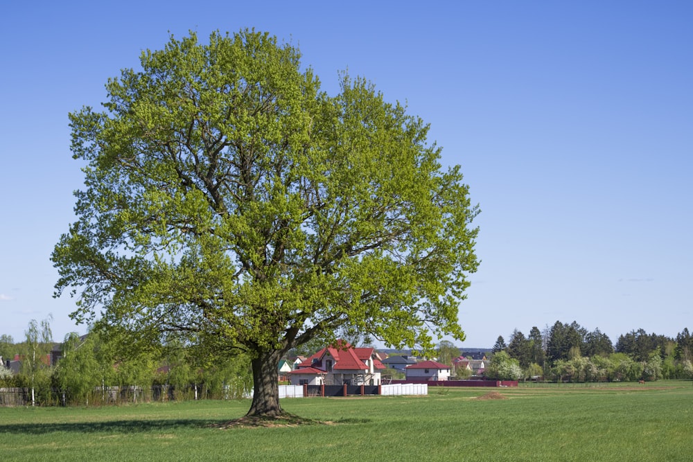 a large tree in a field with a house in the background