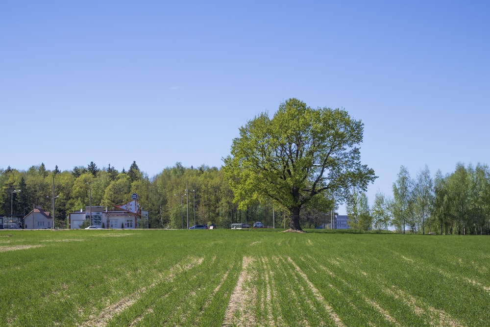 a large field with a tree in the middle of it