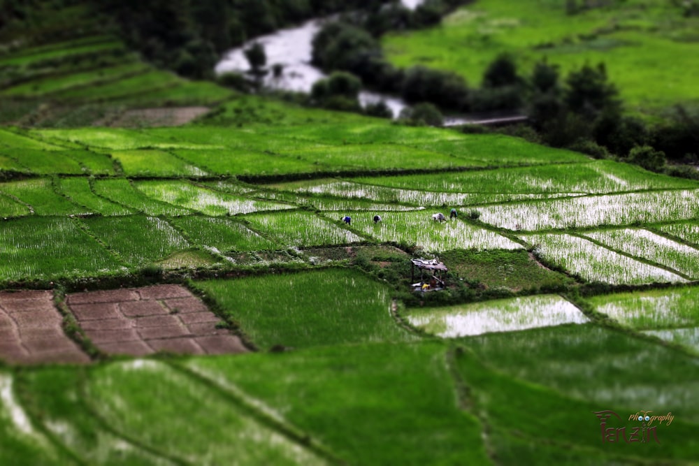 a rice field is covered in green grass