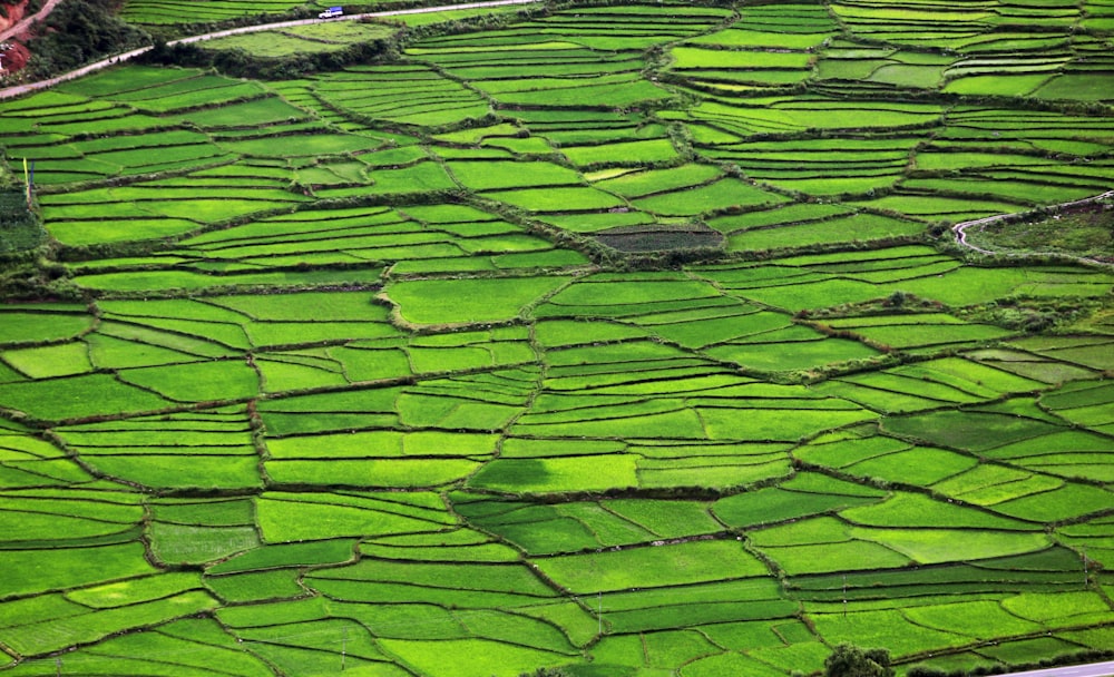 a large field of green grass next to a forest