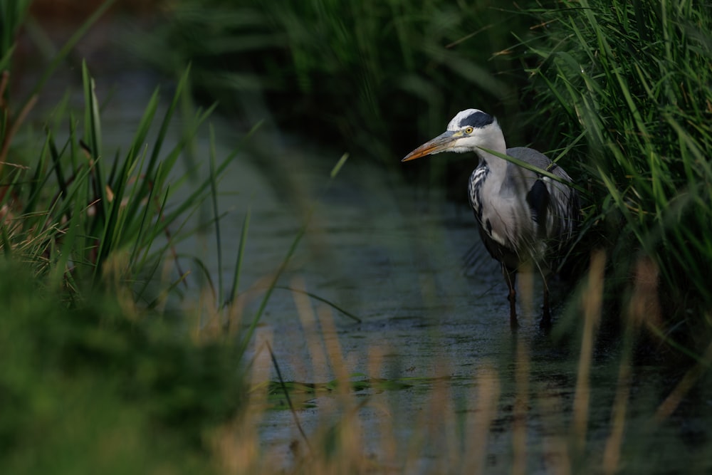 a bird standing in a body of water next to tall grass