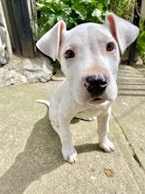 A young, light-colored puppy with floppy ears is sitting on a concrete surface. The puppy has expressive eyes and a dark-colored nose. In the background, there are green leafy plants and a wooden fence.