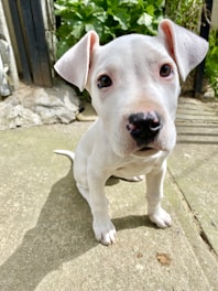 A young, light-colored puppy with floppy ears is sitting on a concrete surface. The puppy has expressive eyes and a dark-colored nose. In the background, there are green leafy plants and a wooden fence.
