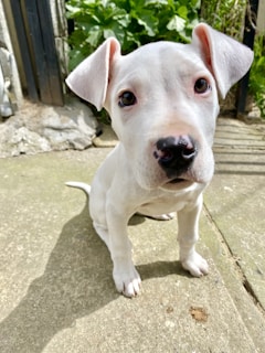 A young, light-colored puppy with floppy ears is sitting on a concrete surface. The puppy has expressive eyes and a dark-colored nose. In the background, there are green leafy plants and a wooden fence.