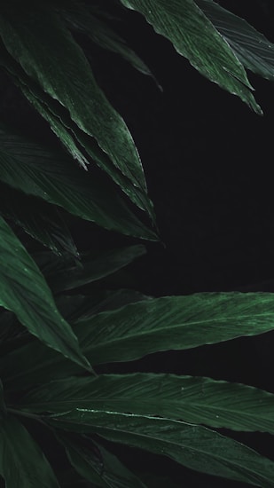 Dark green leaves extend across the image with a smooth texture and subtle highlights, creating a serene and natural aesthetic. The leaves are layered upon each other, forming a dense and lush composition.