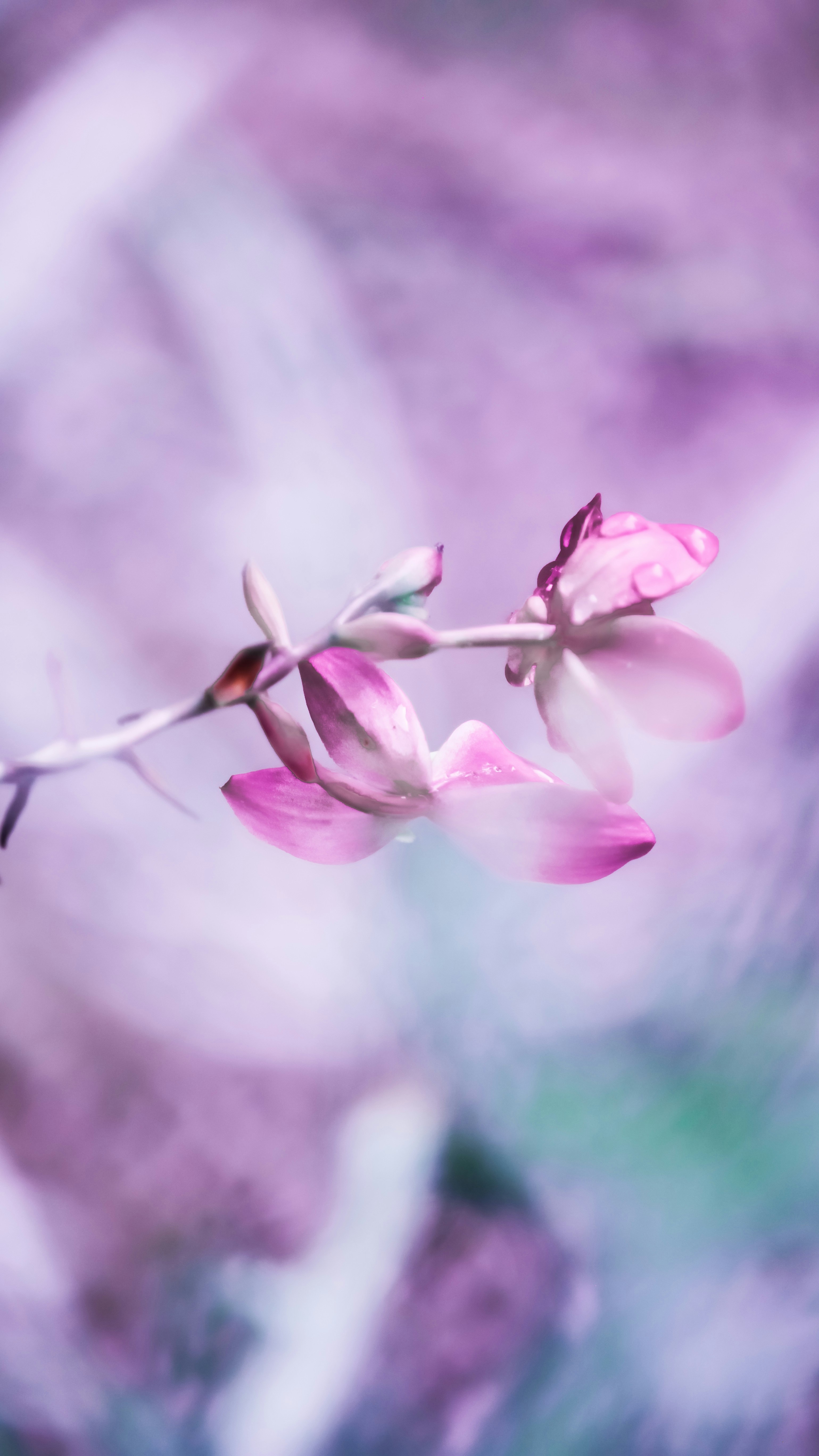 Photo by anasanwarphotography