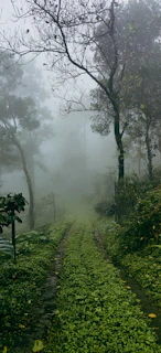 A soft morning fog gently enveloping a quiet forest path, symbolizing moments of unclear clarity.