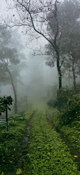 A soft morning fog gently enveloping a quiet forest path, symbolizing moments of unclear clarity.