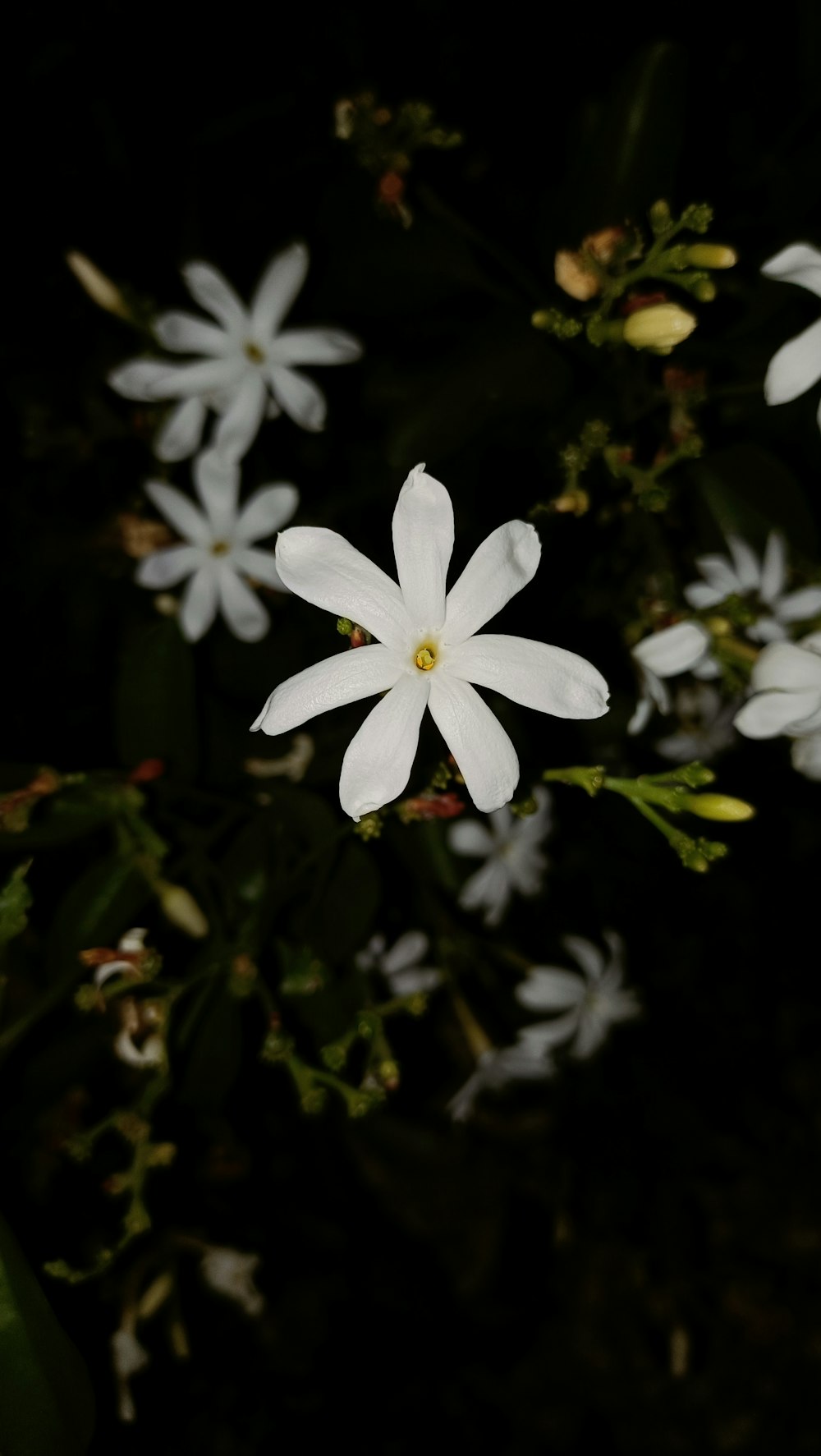 a group of white flowers sitting on top of a lush green field