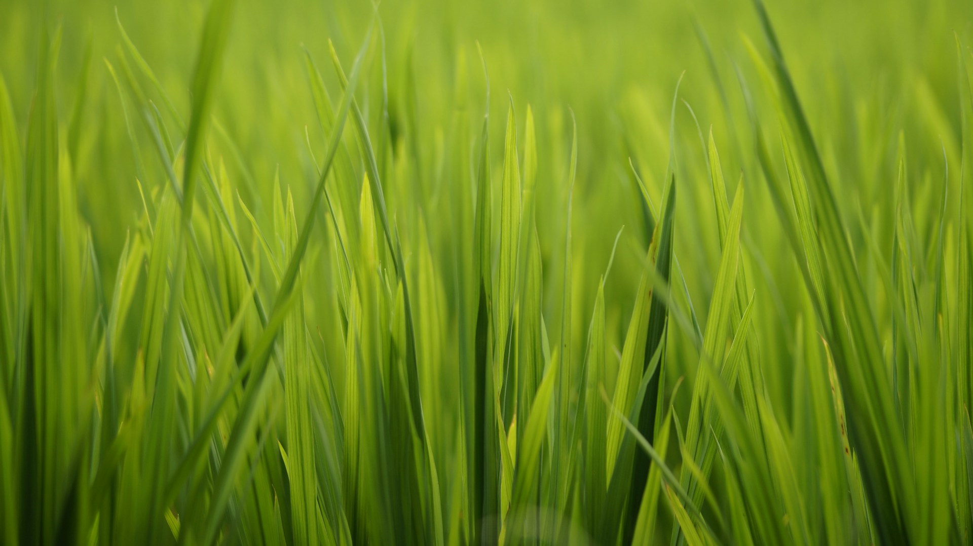 a field of green grass with a blurry background