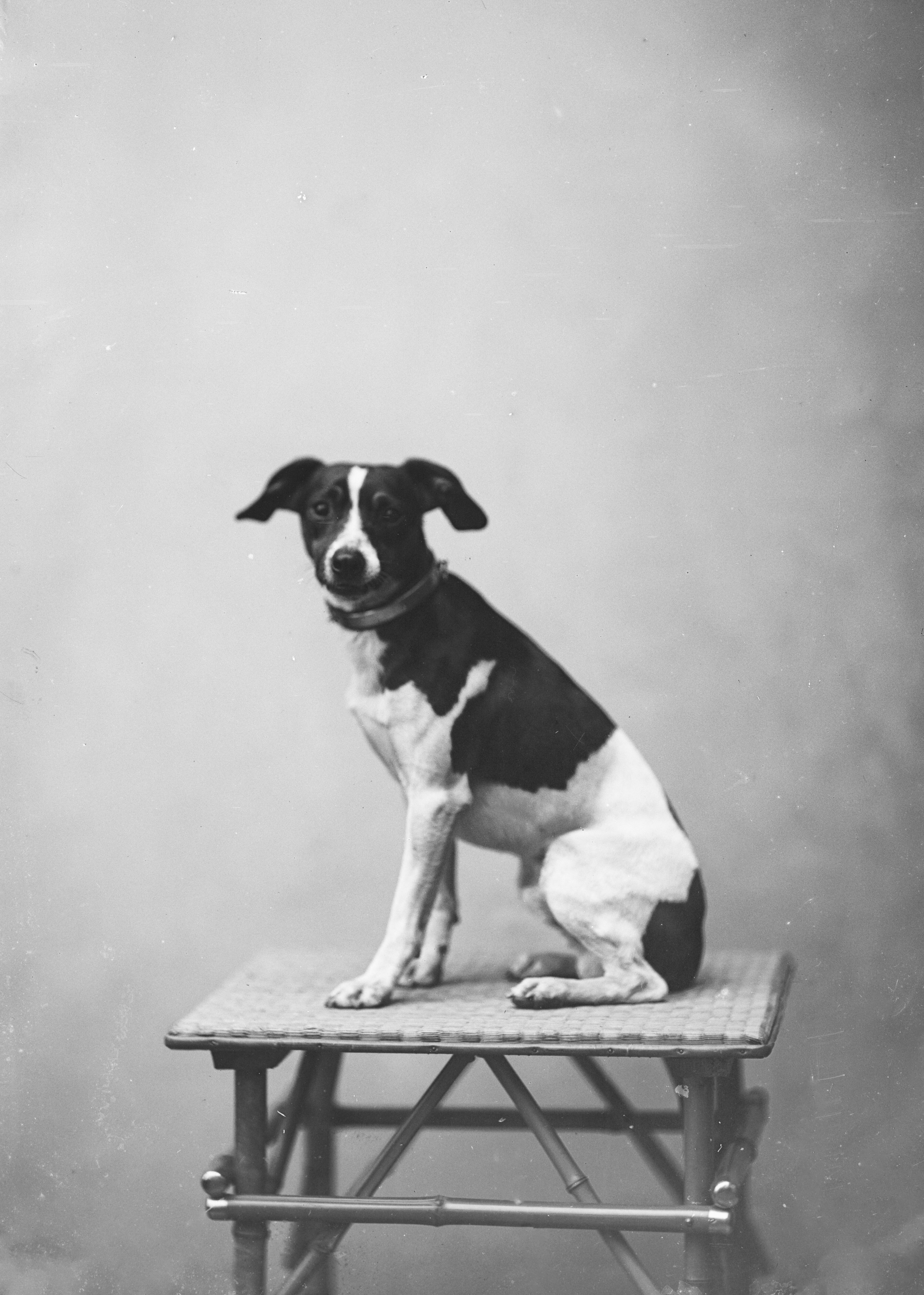 a black and white dog sitting on top of a wooden chair