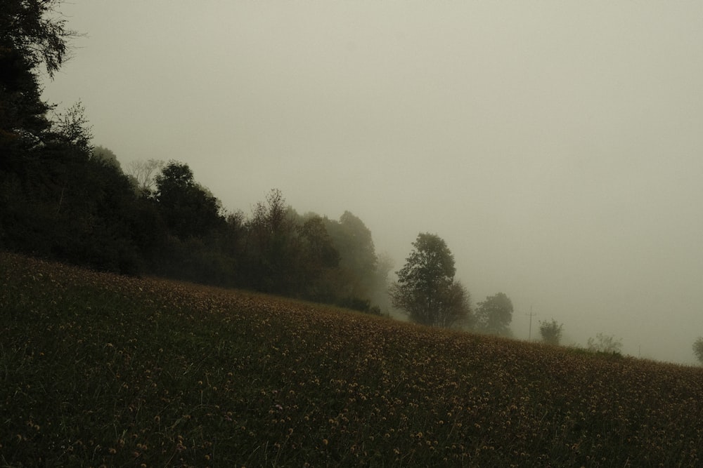 a foggy field with trees in the distance