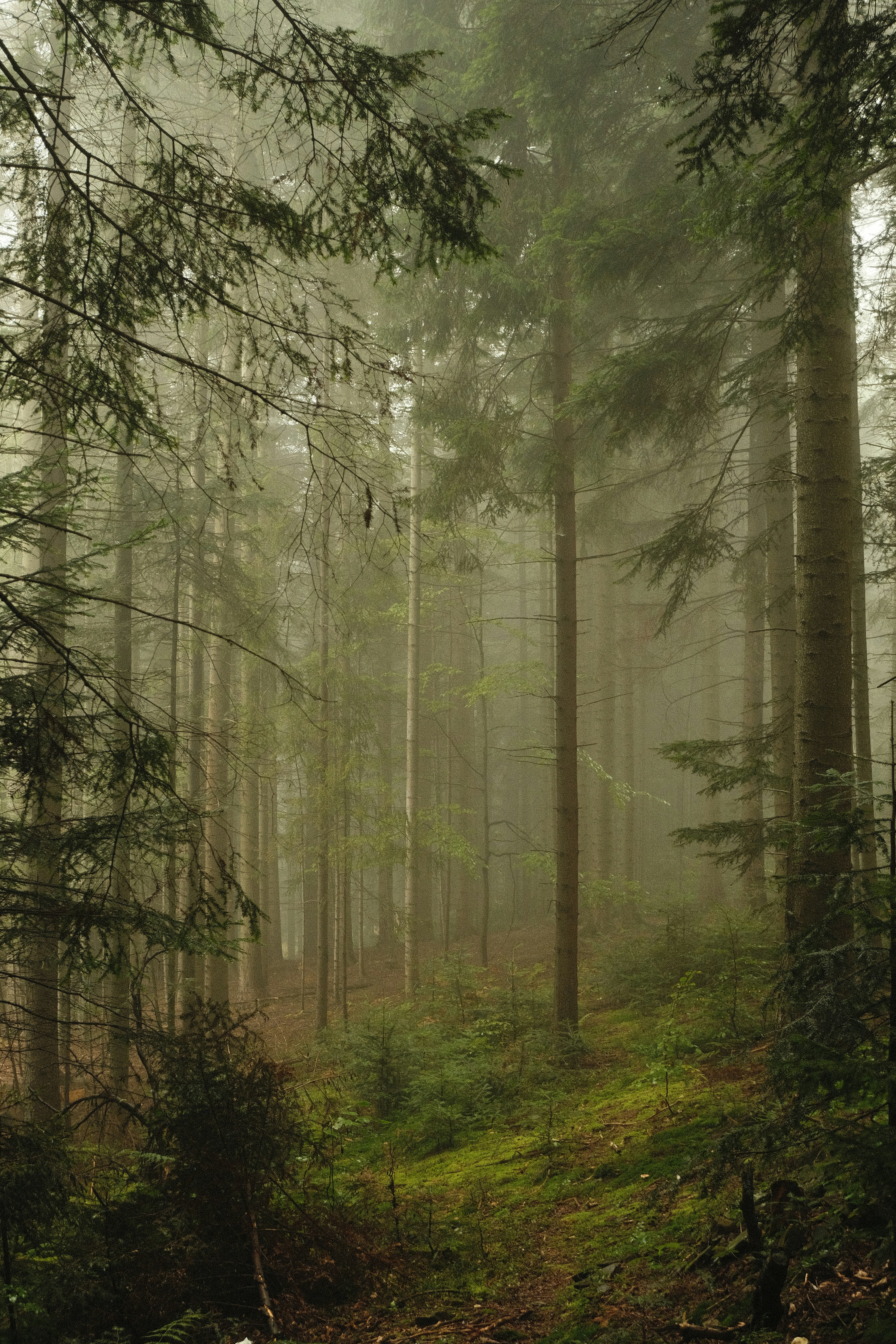 Fog Forest Nature Background