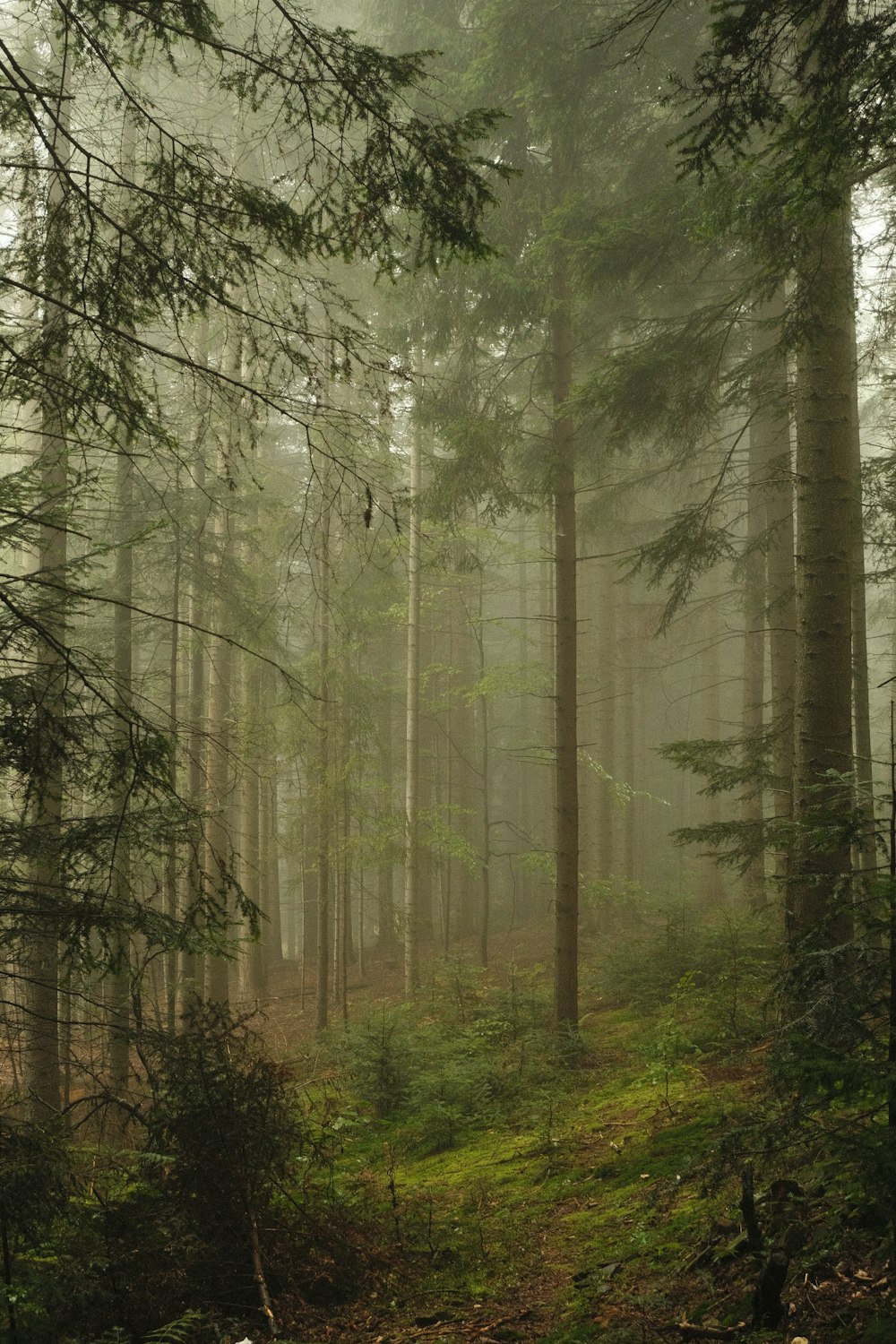 Un bosque lleno de muchos árboles altos