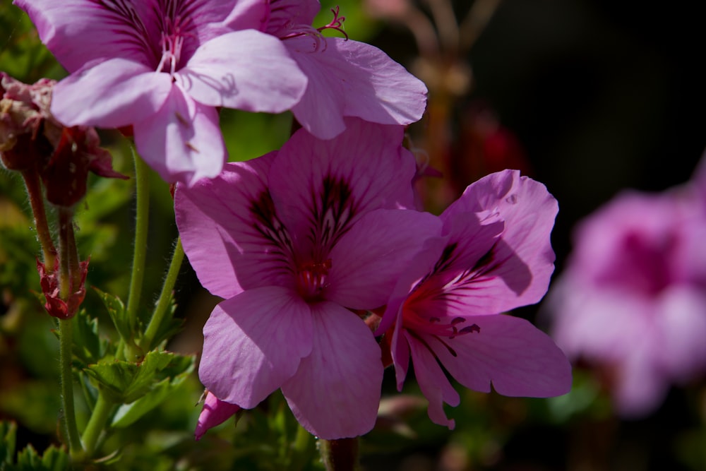 a close up of a bunch of pink flowers