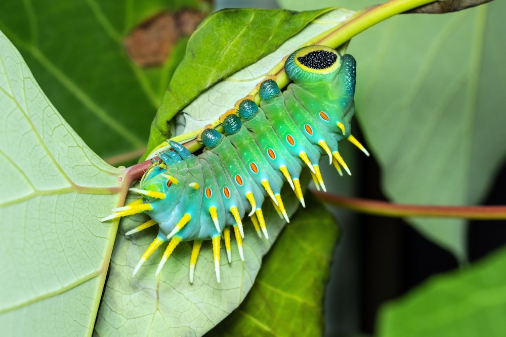 a green and yellow caterpillar on a green leaf