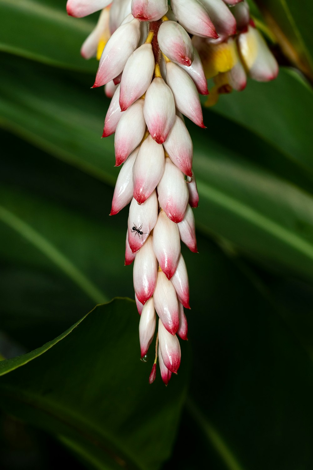 a close up of a bunch of flowers on a plant