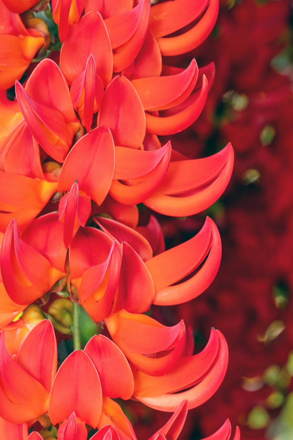 a close up of a bunch of red flowers