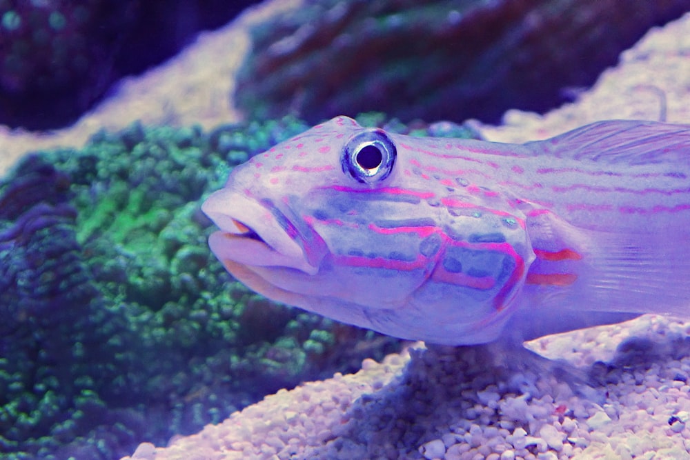 a close up of a fish in an aquarium