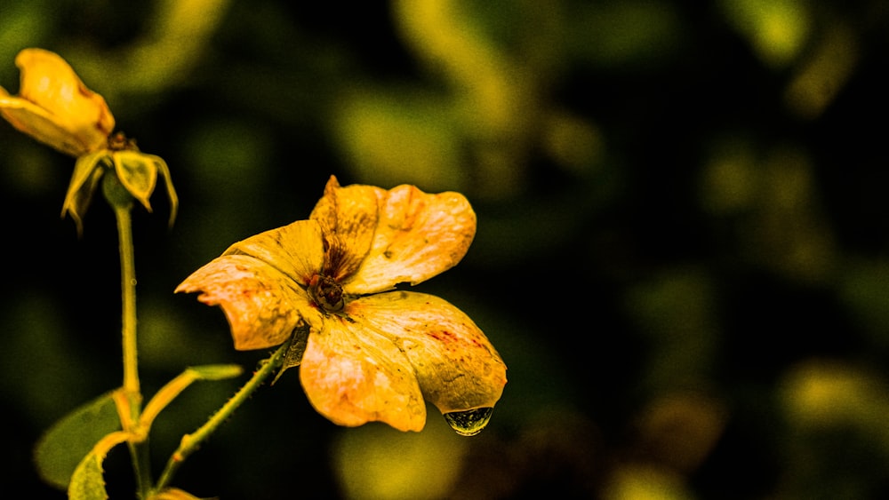 a close up of a yellow flower on a plant