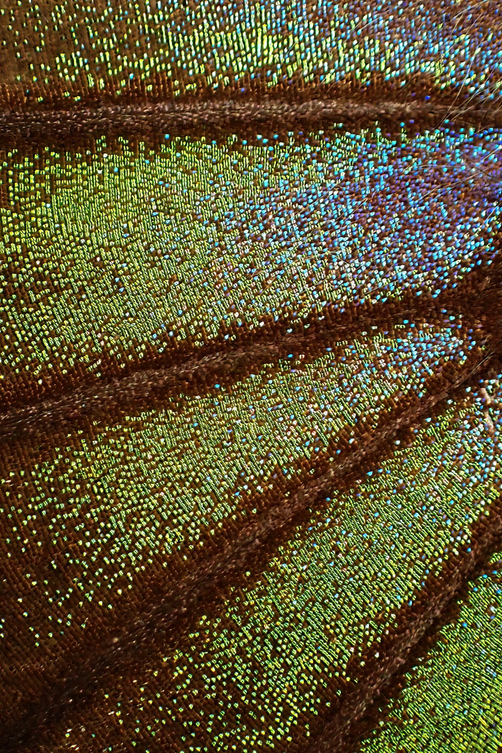 a close up view of a butterfly wing