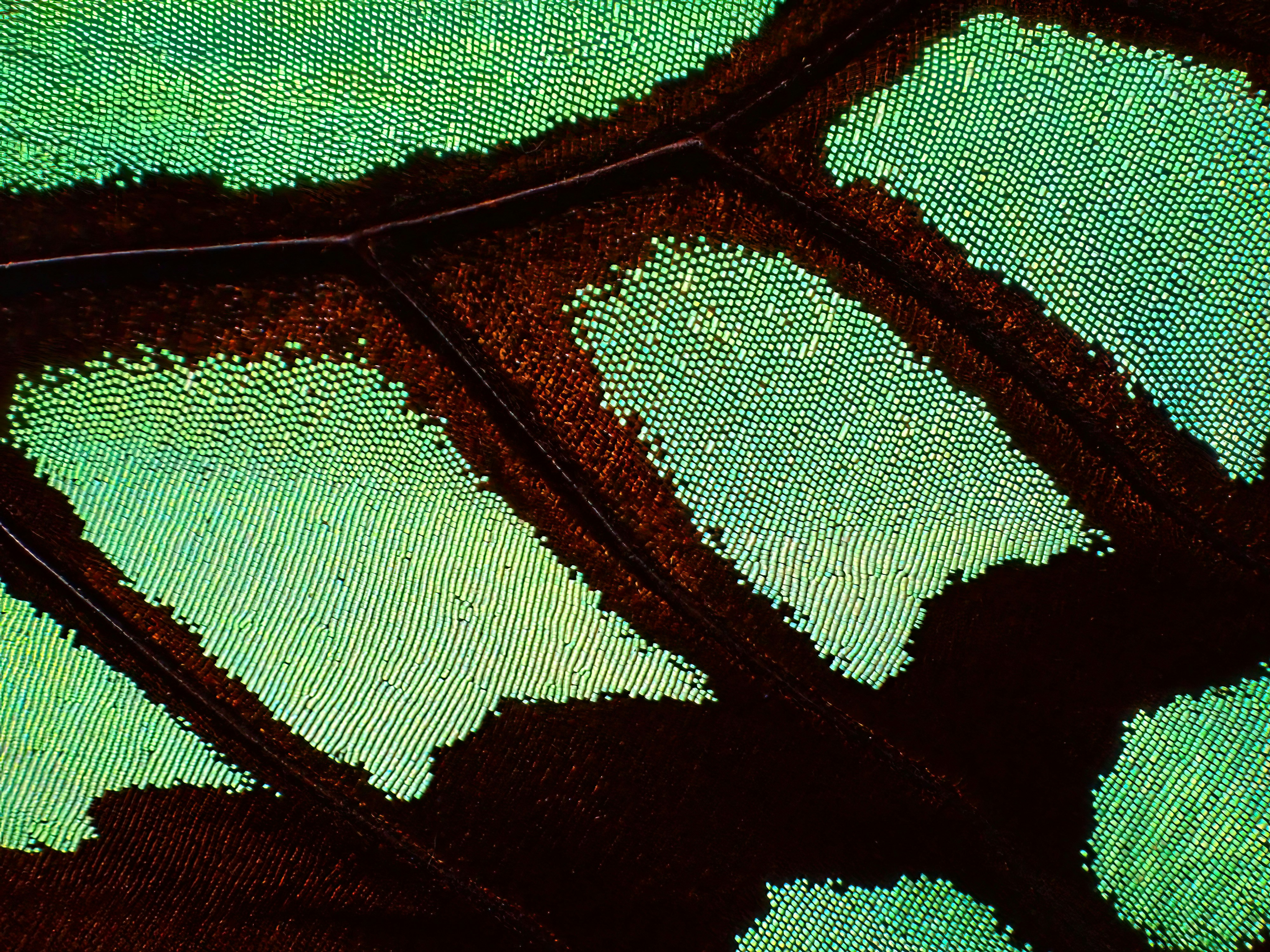 Butterfly wing. Photographed with an OM System TG-7 in microscope mode with an FD-l diffuser, and sharpened in Topaz Sharpen AI.