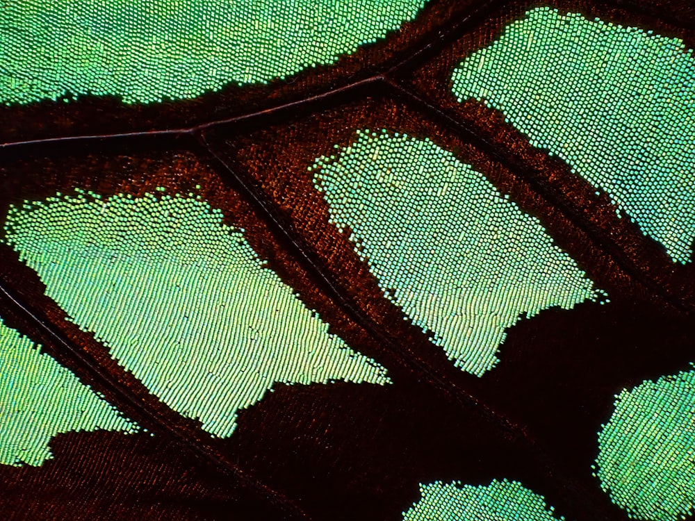 a close up view of a green leaf