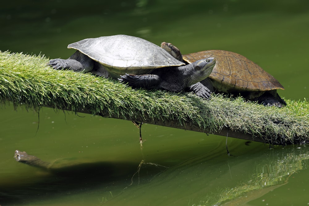 two turtles are sitting on a piece of grass