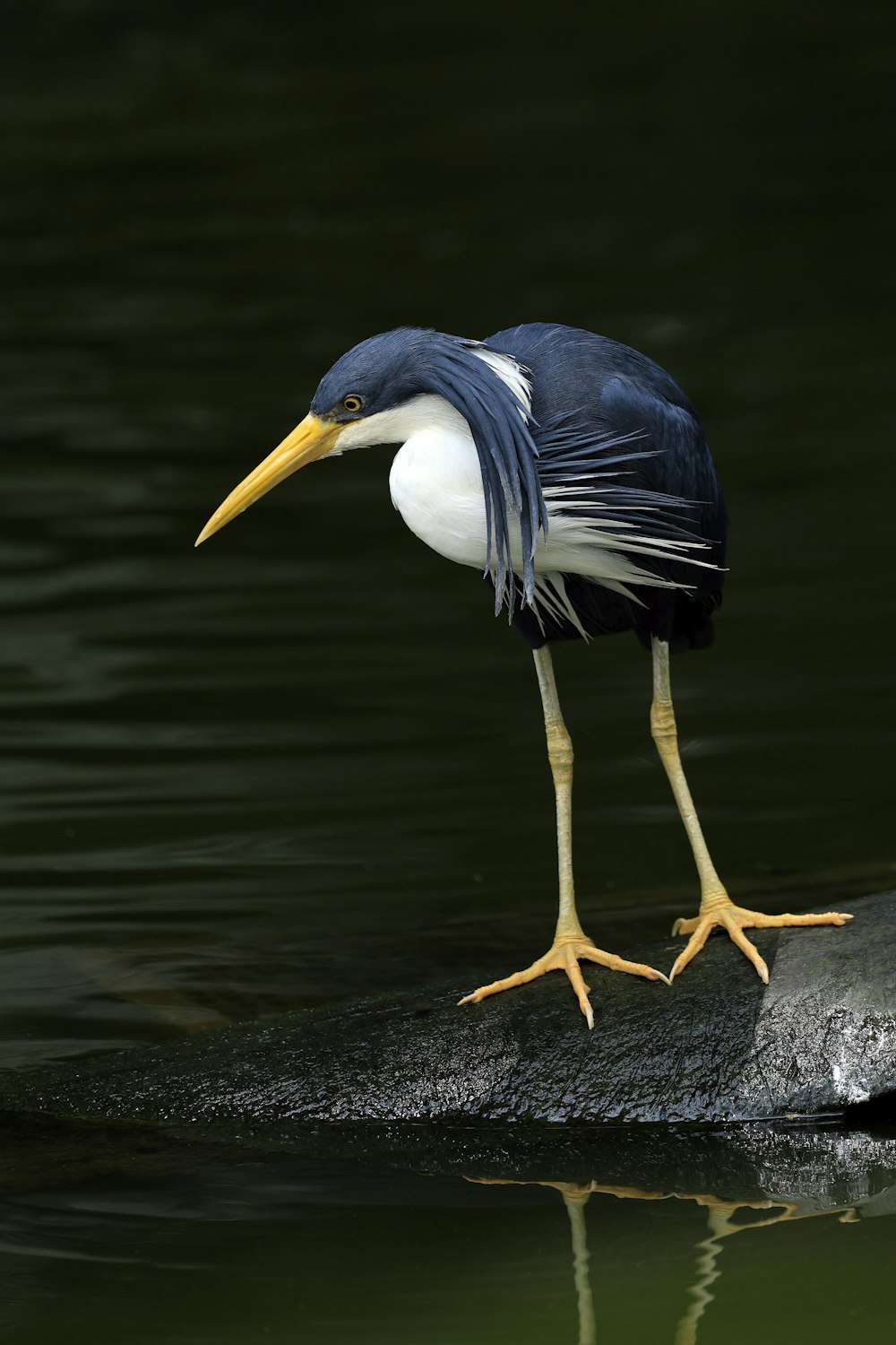 a bird standing on a rock in the water