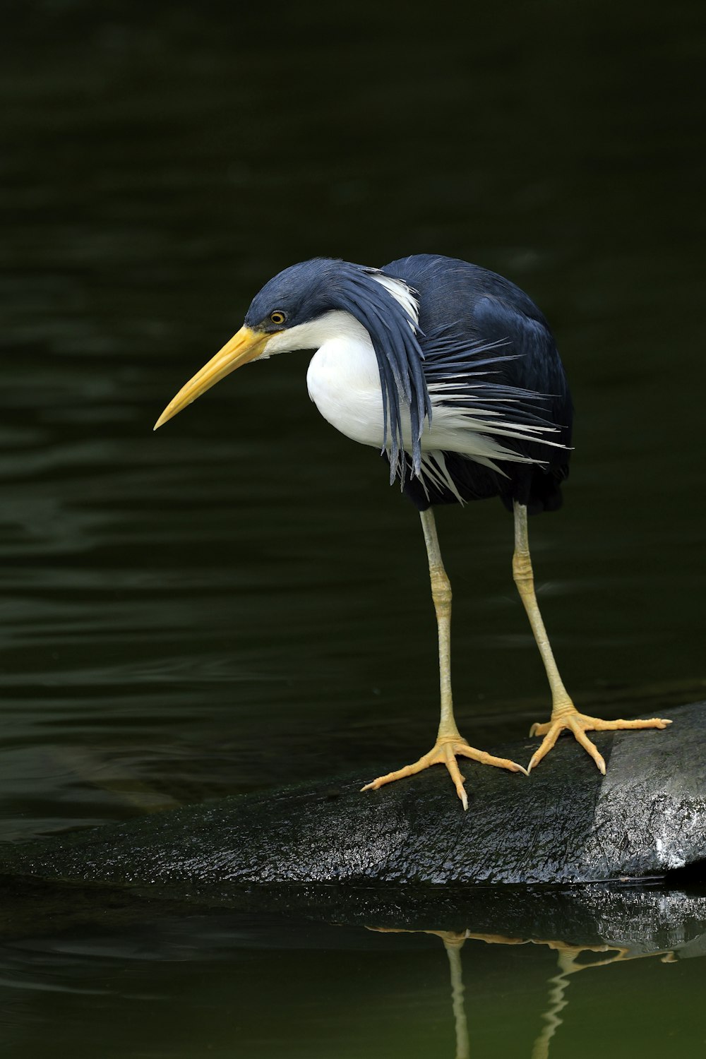un uccello in piedi su una roccia nell'acqua