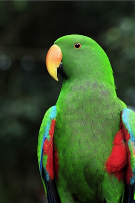 A vibrant green parrot with colorful feathers.
