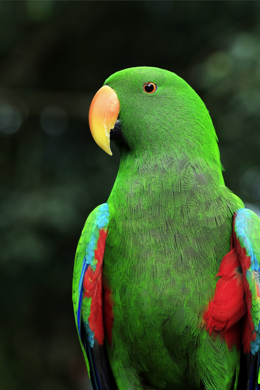 a green parrot with red and blue feathers